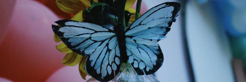 butterfly1